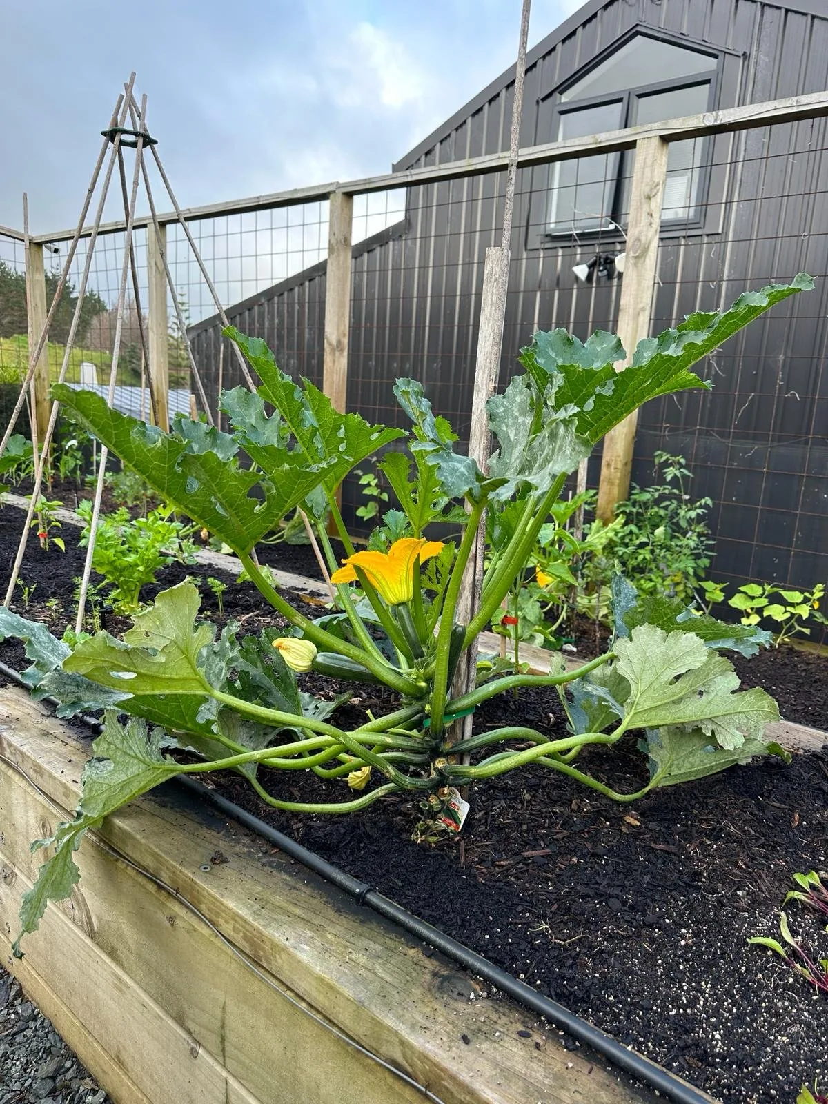 Courgette hack: From missed marrows to easy zucchinis