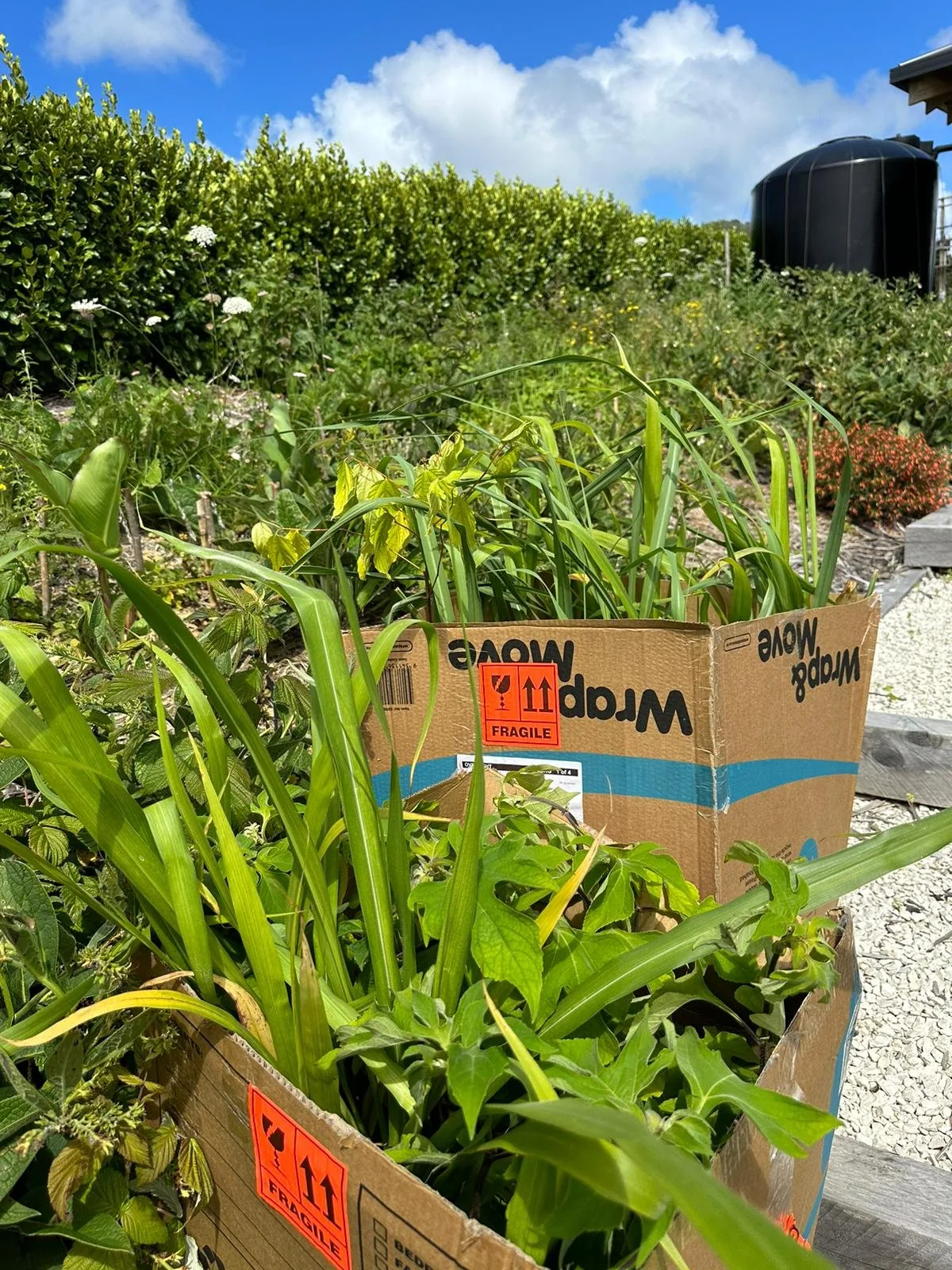 twin falls delivery.jpg