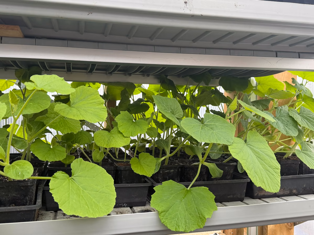 Māra: our vegetable garden now has its own agent