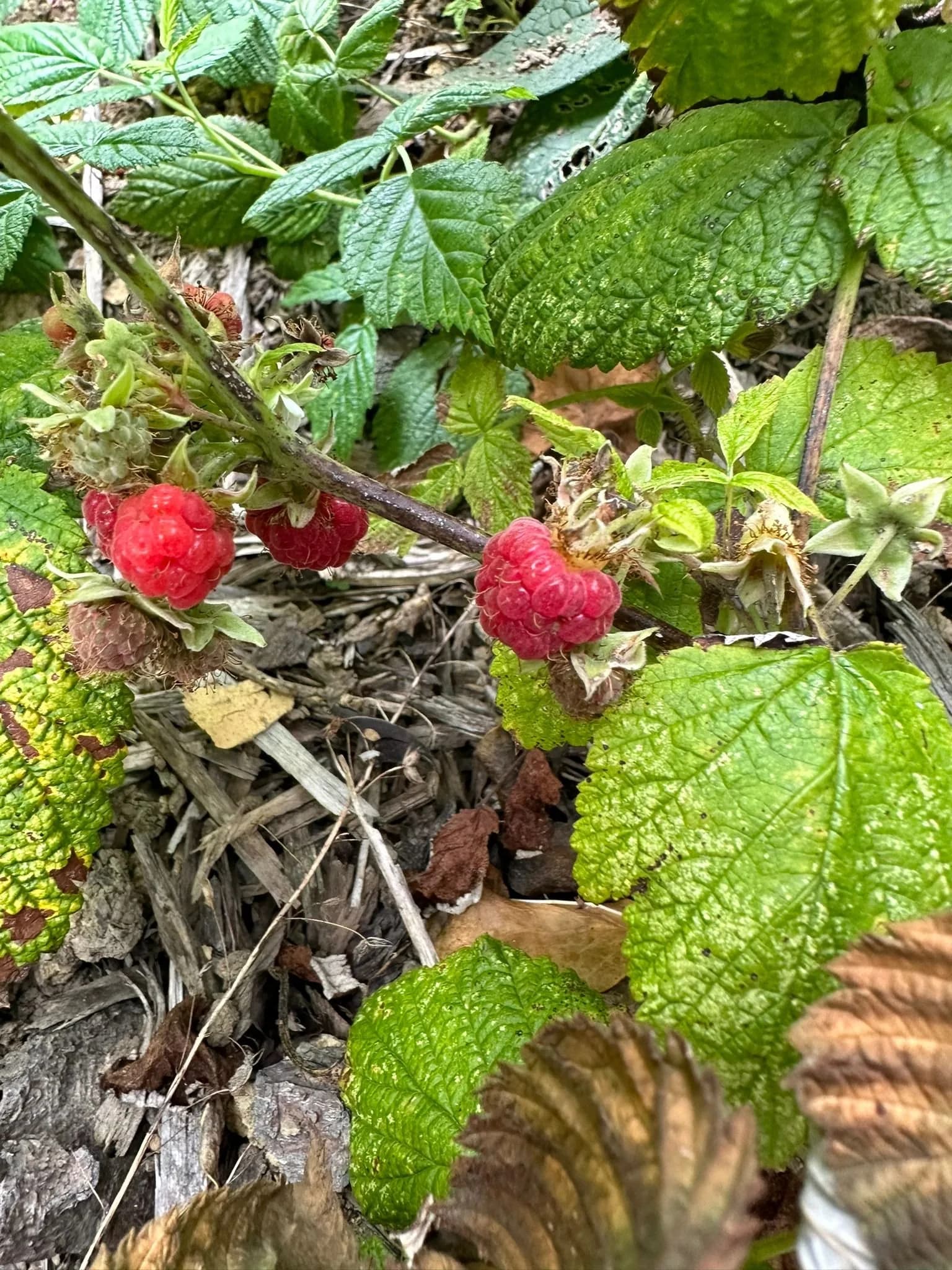 raspberries.jpg